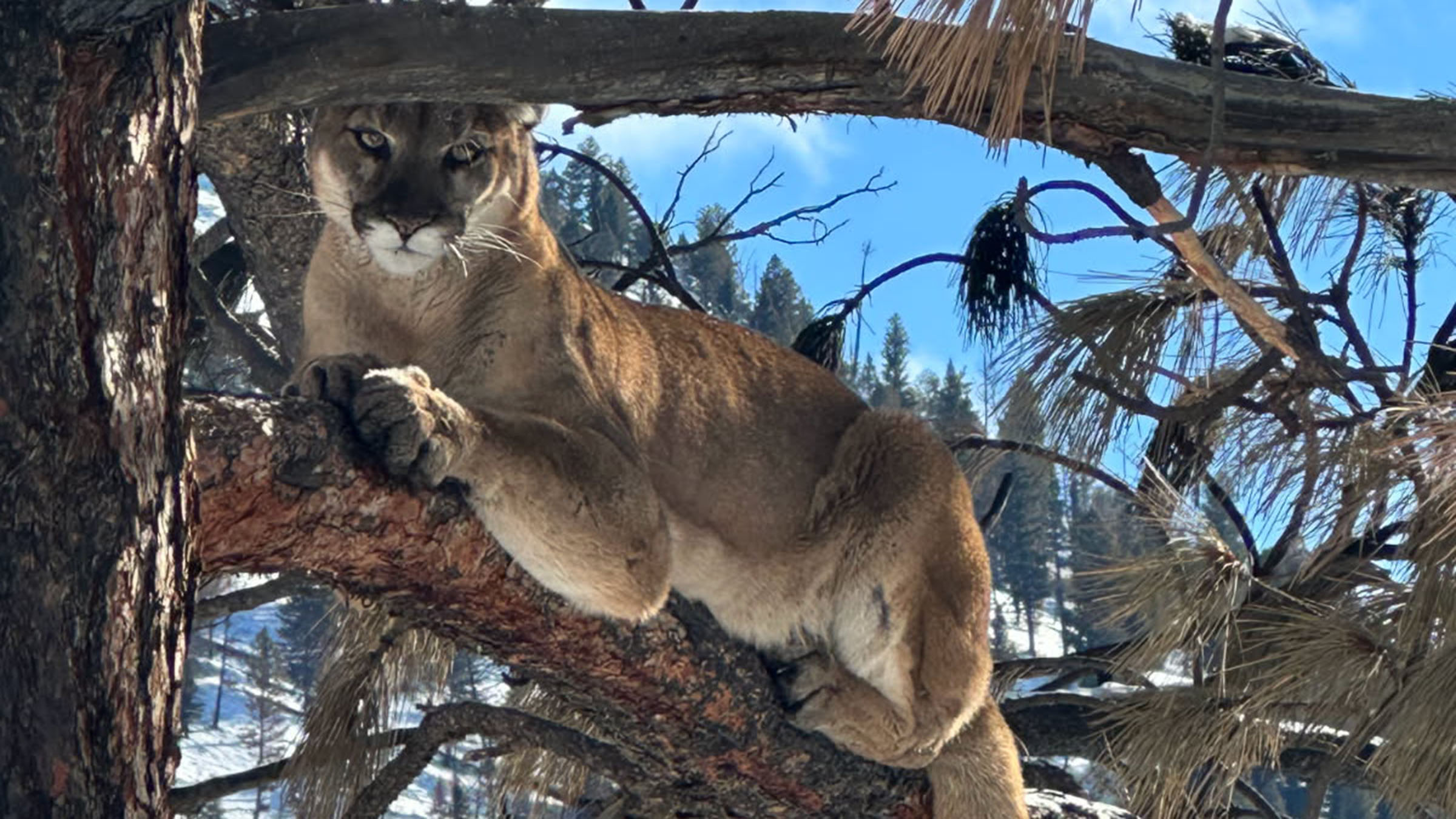HuntOverview-LionFeatured-1200x900 Idaho Specialty Hunt - Big Horn Sheep
